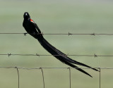 Lngstjrtad vidafink <br> Long-tailed Widowbird <br> Euplectes progne