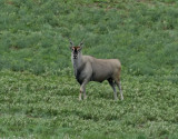 lgantilop <br> Common Eland <br> Tragelaphus oryx