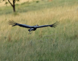 Sekreterarfgel <br> Secretarybird <br> Sagittarius serpentarius