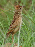 Rdnackad lrka <br> Rufous-naped Lark <br> Mirafra africana