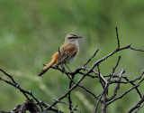 Kalaharitrdnktergal <br> Kalahari Scrub Robin <br> Cercotrichas paena