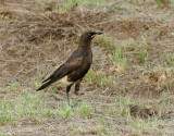 Vitgumpad glansstare <br> Pied Starling <br> Lamprotornis bicolor