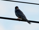 Amurfalk <br> Amur Falcon <br> Falco amurensis