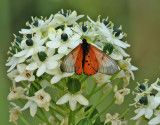 Garden Acraea Butterfly <br> Acraea horta