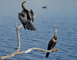 Afrikansk ormhalsfgel  <br> African Darter <br> Anhinga rufa