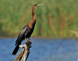 Afrikansk ormhalsfgel <br> African Darter <br> Anhinga rufa