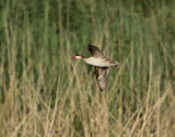 Rdnbbad and <br> Red-billed Teal <br> Anas erythrorhyncha