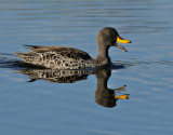 Gulnbbad and <br> Yellow-billed Duck <br> Anas undulata