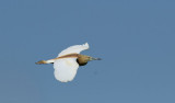 Rallhger <br> Squacco Heron <br> Ardeola ralloides