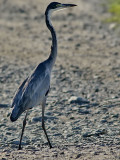 Svarthuvad hger <br> Black-headed Heron <br> Ardea melanocephala