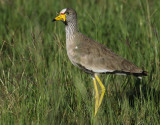 Vrtvipa <br> African Wattled Lapwing <br> Vanellus senegallus