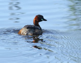 Smdopping <br> Little Grebe<br> Tachybaptus ruficollis