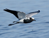 Smedvipa <br> Blacksmith Lapwing <br> Vanellus armatus