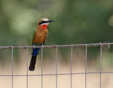 Vitpannad bitare <br> White-fronted Bee-eater <br> Merops bullockoides