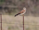 Klippfalk <br>  Rock Kestrel <br> Falco rupicolus