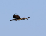 Grtoko <br> African Grey Hornbill <br> Lophoceros nasutus