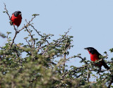 Rdbrstad busktrnskata <br> Crimson-breasted Shrike <br> Laniarius atrococcineus