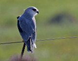 Svartvingad glada <br> Black-shouldred Kite<br> Elanus caeruleus