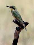 Dvrgbitare <br> Little Bee-eater <br> Merops pusillus