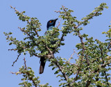 Cape Glossy Starling.