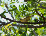 Kapglasgonfgel <br> Cape White-eye <br> Zosterops virens