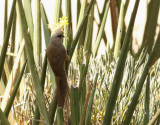 Vitkindad musfgel <br> Speckled Mousebird <br> Colius striatus