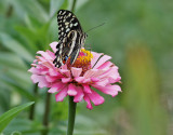 Citrus Swallowtail <br> Papilio demodocus