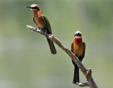 Vitpannad bitare <br> White-fronted Bee-eater <br> Merops bullockoides