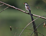 Dominikanernka <br> Pin-tailed Whydah <br> Vidua macroura