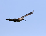 Hadadaibis <br> Hadada ibis <br> Bostrychia hagedash