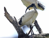 Helig ibis <br> African Sacred Ibis <br> Threskiornis aethiopicus