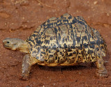Leopard Tortoise <br> Stigmochelys pardalis
