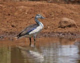 Knland <br> Knob-billed Duck <br> Sarkidiornis melanotos
