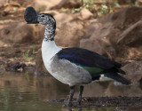 Knland <br> Knob-billed Duck <br> Sarkidiornis melanotos