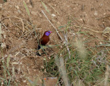 Fuchsiaastrild <br> Violet-eared Waxbill <br> Uraeginthus granatinus