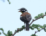 Guldbrstad sparv <br> Golden-breasted Bunting <br> Emberiza flaviventris