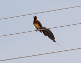 stlig paradisnka <br> Long-tailed Paradise Whydah <br> Vidua paradisaea