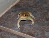 Red Toad <br> Schismaderma carens.