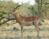 Impala <br> Common Impala <br> Aepyceros melampus