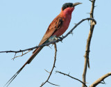 Sydlig karminbitare <br> outhern Carmine Bee-eater <br> Merops nubicoides