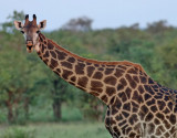 Giraff <br> Giraffe <br> Giraffa camelopardalis