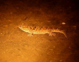 Turners Thick-toed Gecko <br>  Pachydactylus turneri