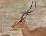 Impala <br> Common Impala <br> Aepyceros melampus