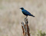 Blkindad glansstare <br> Greater Blue-eared Starling <br> Lamprotornis chalybaeus