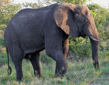 Afrikansk elefant <br> African Elephant <br> Loxodonta africana
