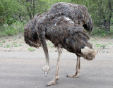 Struts <br> Common Ostrich <br> Struthio camelus