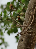 Afrikansk grnduva <br> African Green Pigeon <br> Treron calvus