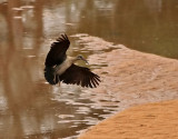 Hadadaibis <br> Hadada ibis <br> Bostrychia hagedash