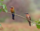 Vitpannad bitare <br> White-fronted Bee-eater <br> Merops bullockoides