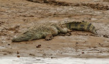 Nilkrokodil <br> Nile Crocodile <br> Crocodylus niloticus